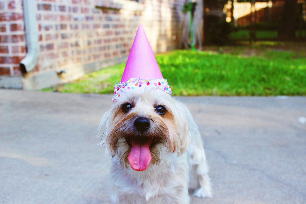 Hund mit Partyhut